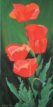 Papaveris Rhoeados