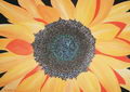 Helianthus Compositae