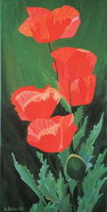 Papaveris Rhoeados